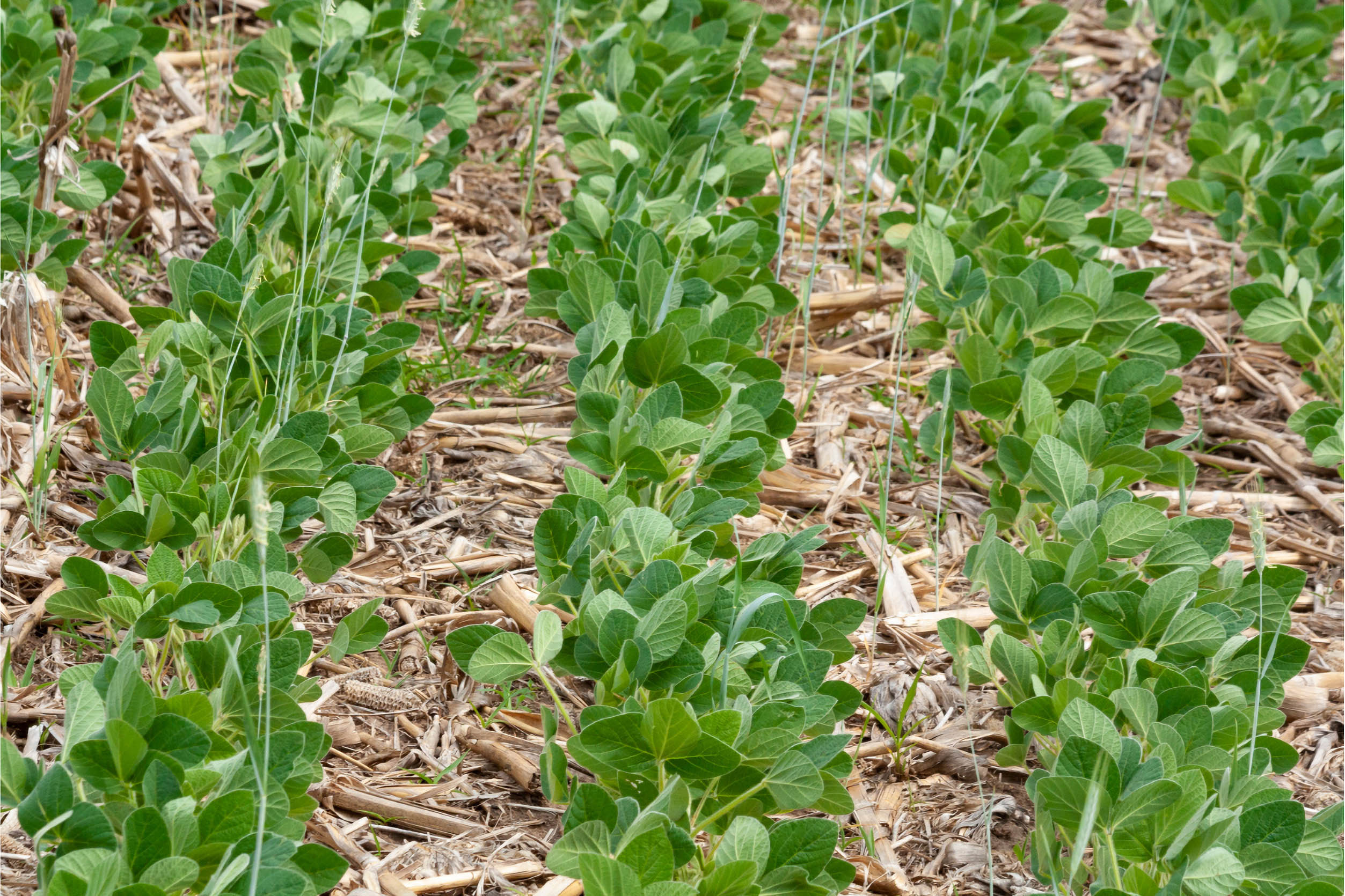 Corn Residue Management - Prograin - Canada