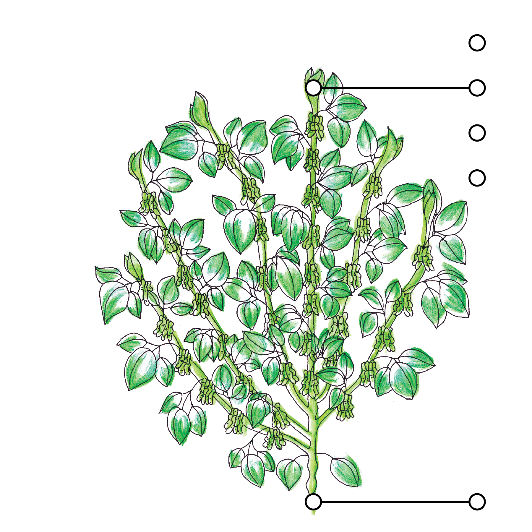  Image du plant 