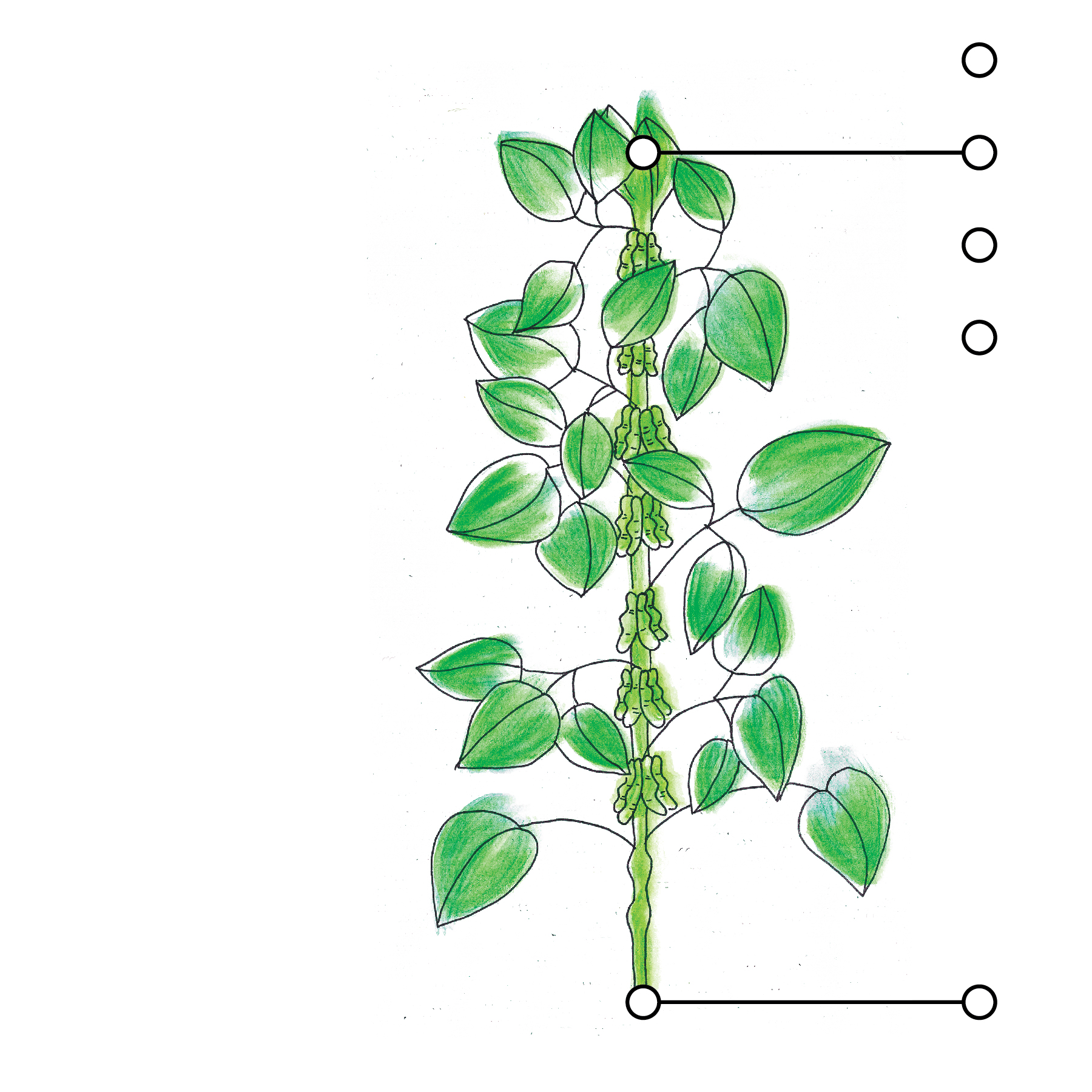  Image du plant 