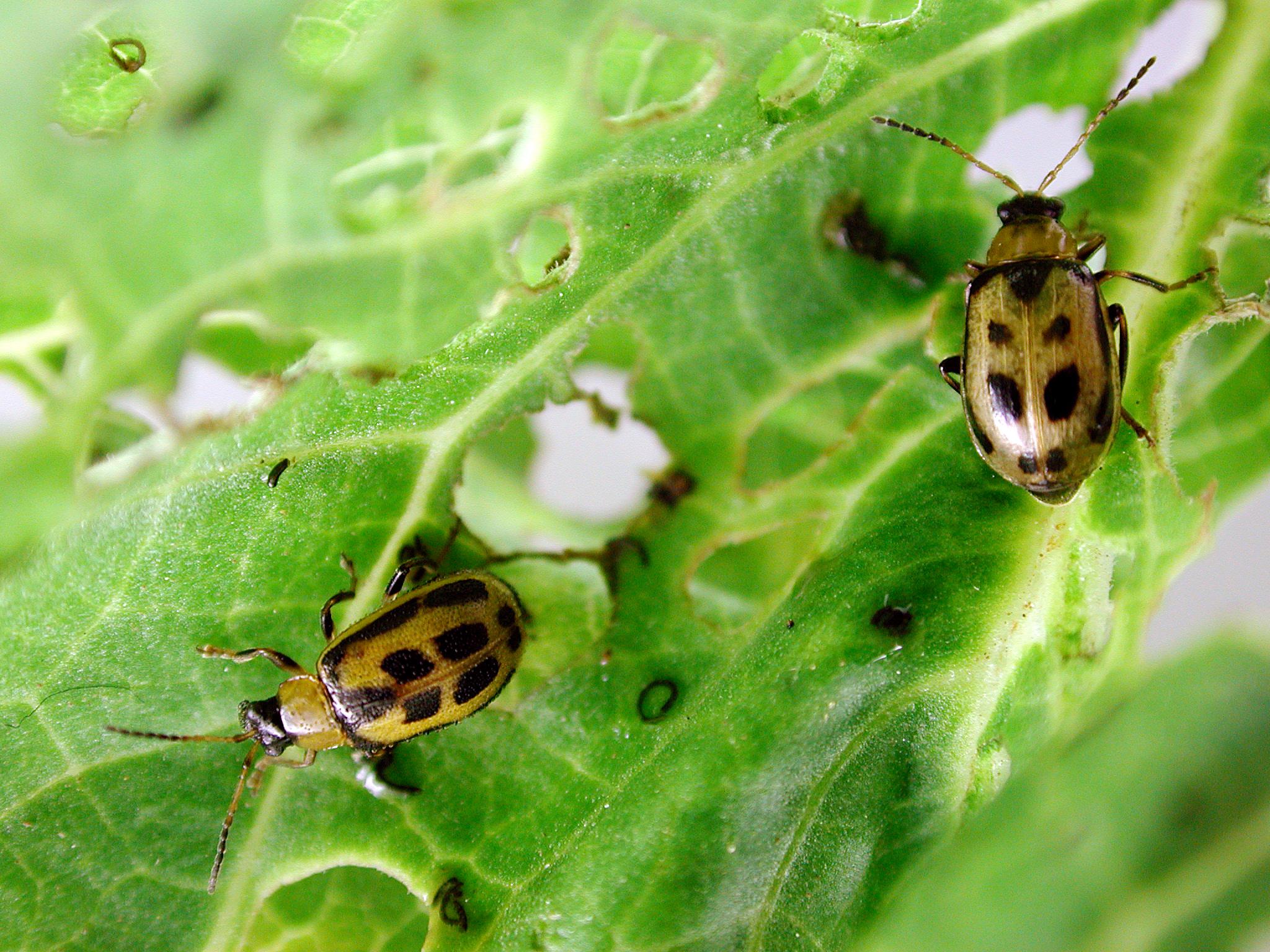 Managing insects in soybean fields - Western Canada