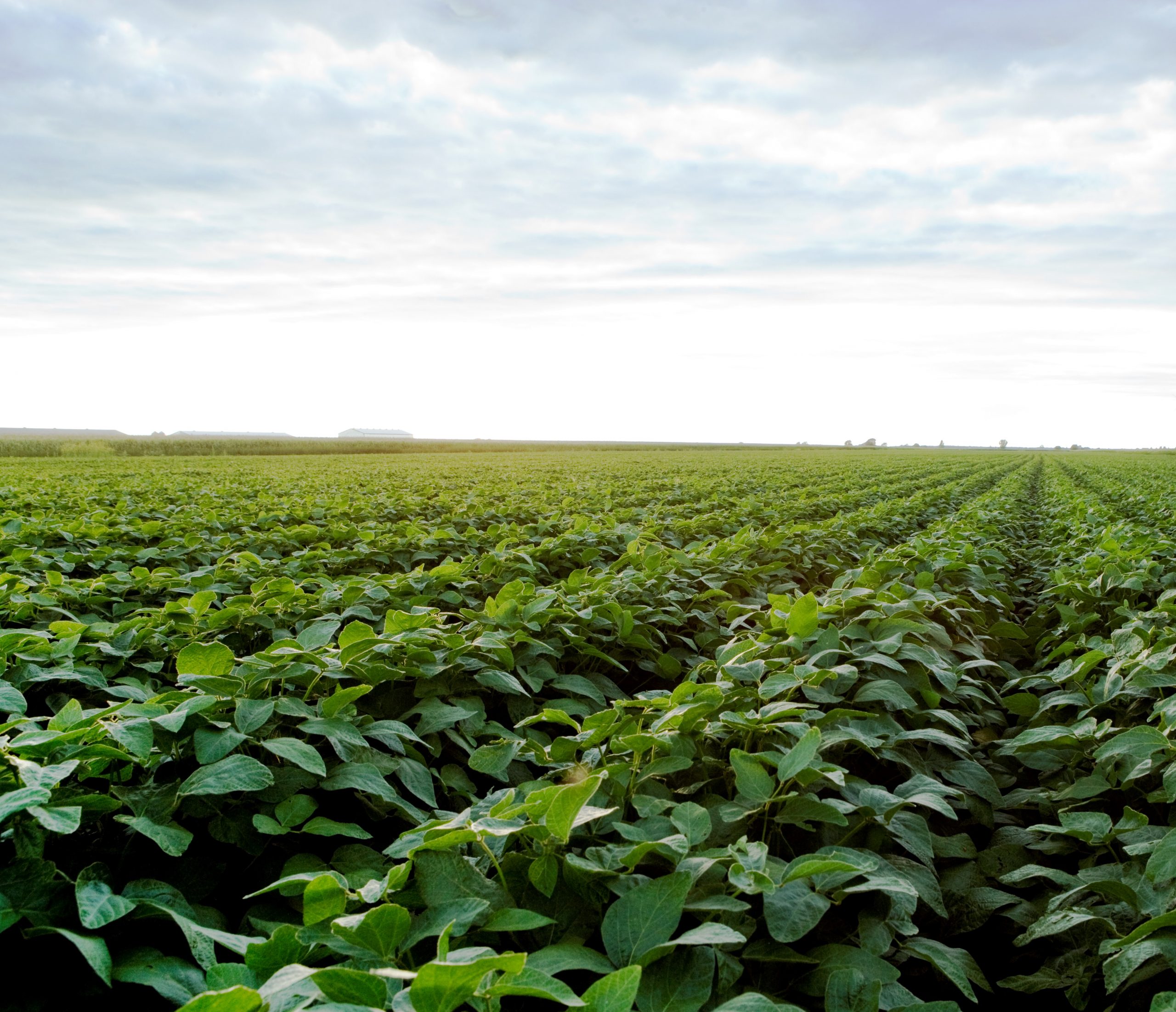 Preparing Your Land for Soybean Crops in 2021 - Western Canada