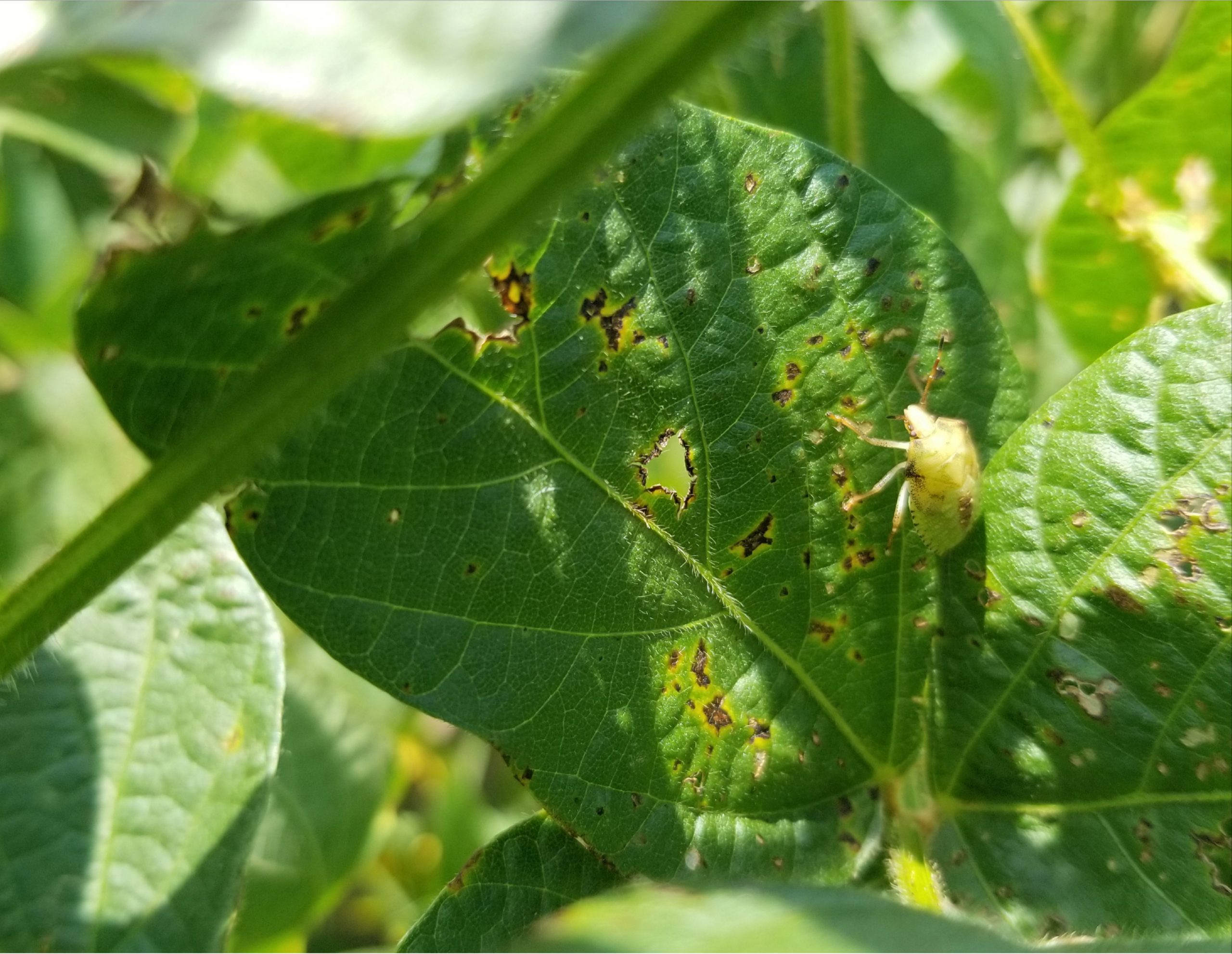 The brown marmorated stink bug: what to expect for soybeans in 2021 ...