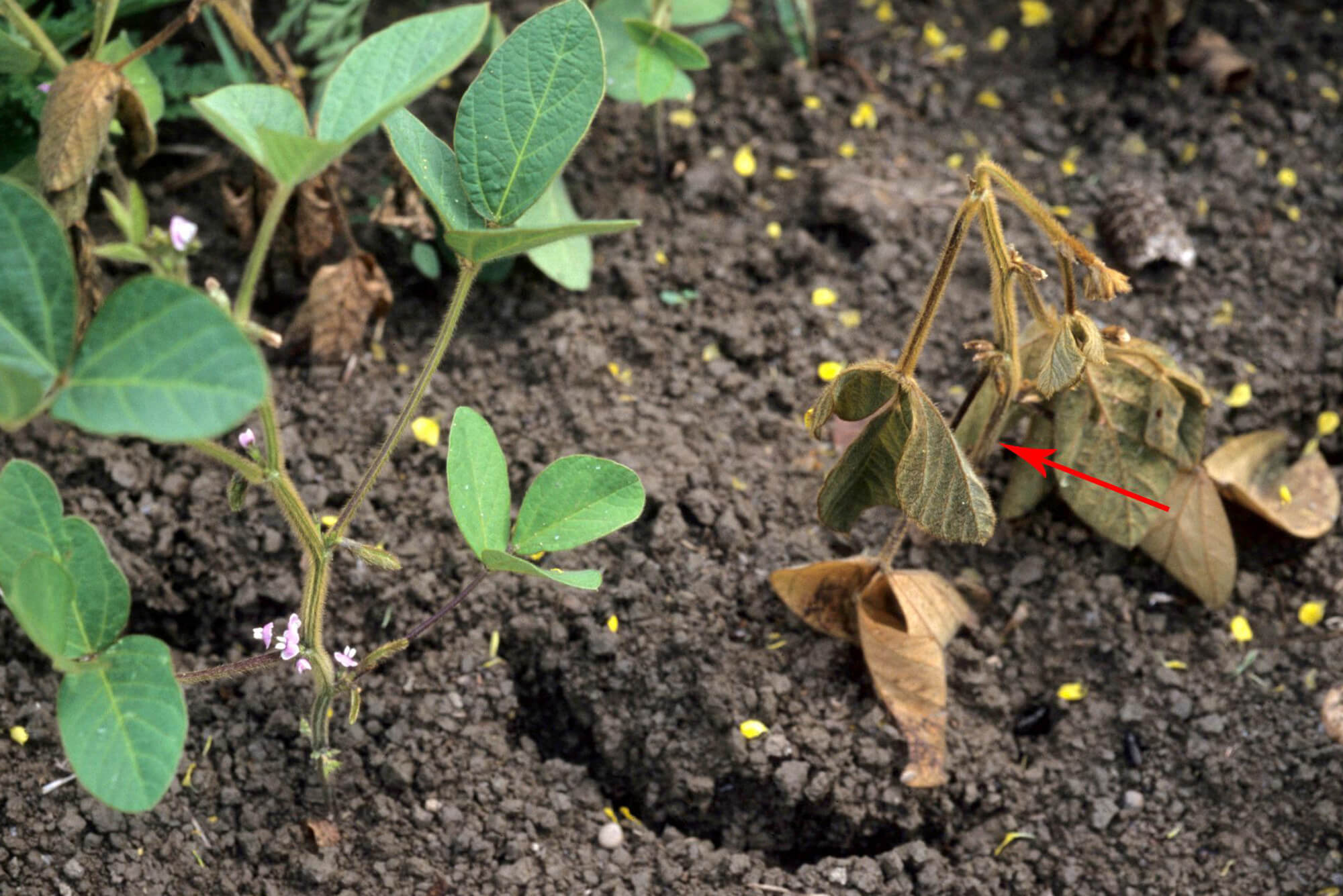 Soybean diseases and aging