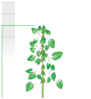  Image du plant 